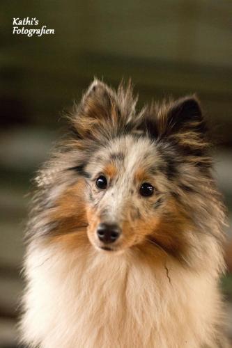 Sheltie