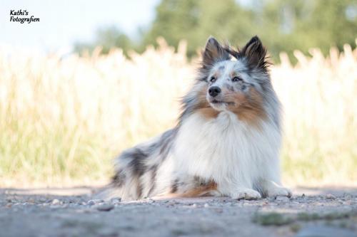 Sheltie