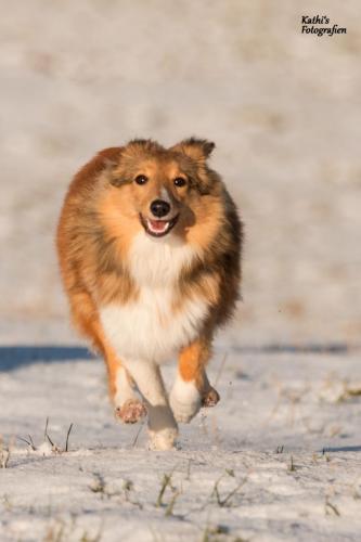 Sheltie